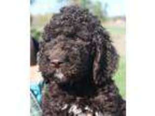 Labradoodle Puppy for sale in Franktown, CO, USA