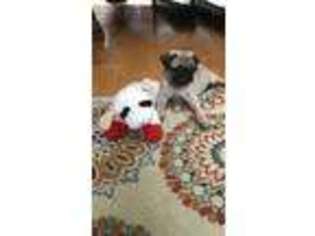 Pug Puppy for sale in Staten Island, NY, USA