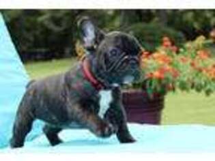 French Bulldog Puppy for sale in Rose Hill, MS, USA