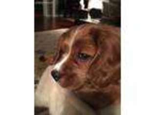 Cavalier King Charles Spaniel Puppy for sale in Dahlonega, GA, USA