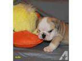Bulldog Puppy for sale in COLONIAL BEACH, VA, USA