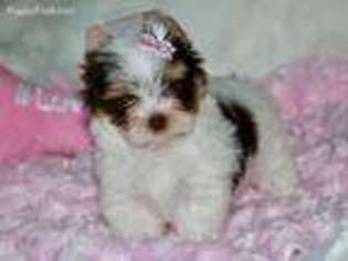 Biewer Terrier Puppy for sale in Lennon, MI, USA