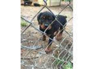 Rottweiler Puppy for sale in Bolton, MS, USA