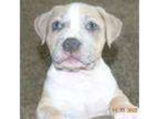 Mutt Puppy for sale in Saxonburg, PA, USA