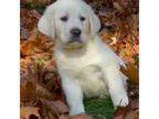 Labrador Retriever Puppy for sale in Greenville, RI, USA
