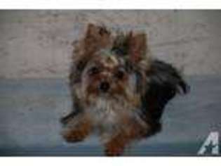 Yorkshire Terrier Puppy for sale in HAWKINS, TX, USA