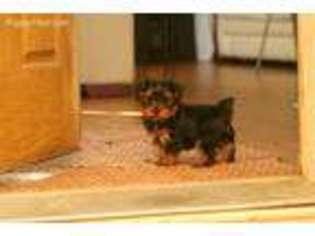 Yorkshire Terrier Puppy for sale in Jefferson, SD, USA