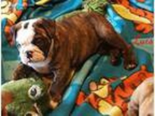 Bulldog Puppy for sale in Booneville, AR, USA