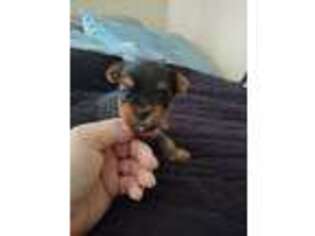 Yorkshire Terrier Puppy for sale in Romeoville, IL, USA