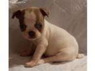 Boston Terrier Puppy for sale in Danville, IL, USA