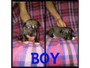 Bull Terrier Puppy for sale in Fort Wayne, IN, USA