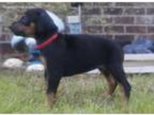 Doberman Pinscher Puppy for sale in Panama City, FL, USA
