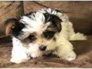Yorkshire Terrier Puppy for sale in Admire, KS, USA