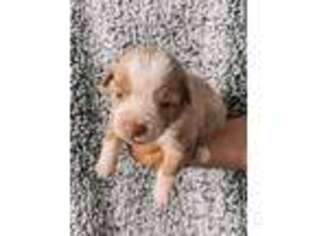Miniature Australian Shepherd Puppy for sale in Atoka, OK, USA