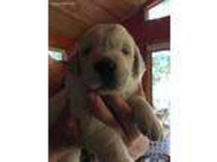 Golden Retriever Puppy for sale in Fort Atkinson, WI, USA