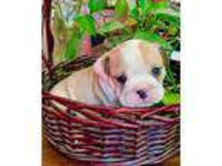 Bulldog Puppy for sale in Oakhurst, CA, USA