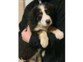 Bernese Mountain Dog Puppy for sale in Calhoun, MO, USA