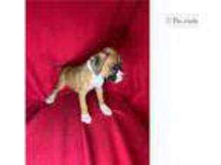 Boxer Puppy for sale in Columbia, SC, USA