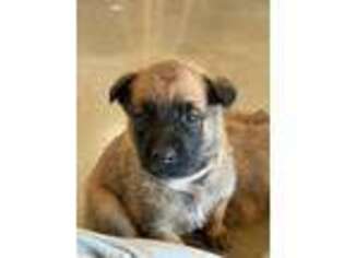 Belgian Malinois Puppy for sale in Stella, MO, USA