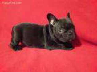 French Bulldog Puppy for sale in Linden, NJ, USA