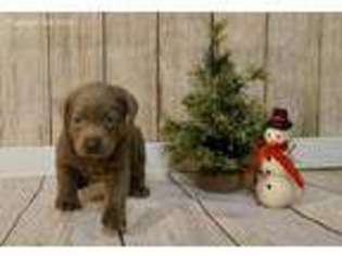 Labrador Retriever Puppy for sale in Buffalo, IL, USA