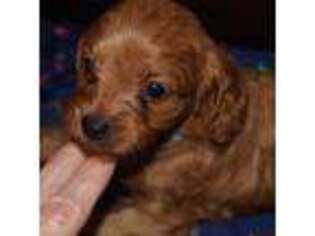 Cavapoo Puppy for sale in Gainesville, GA, USA