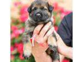 German Shepherd Dog Puppy for sale in Weatherford, TX, USA