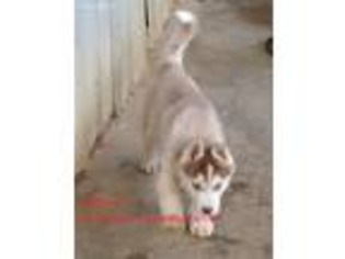 Siberian Husky Puppy for sale in Stamping Ground, KY, USA