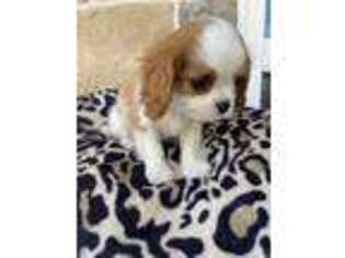 Cavalier King Charles Spaniel Puppy for sale in Anderson, TX, USA