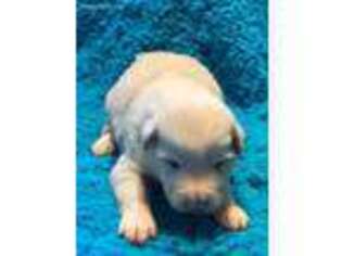 Border Collie Puppy for sale in Narvon, PA, USA