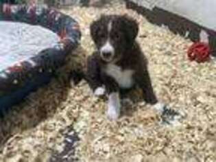 Border Collie Puppy for sale in Easton, PA, USA