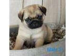 Pug Puppy for sale in Gold Hill, OR, USA