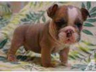 Bulldog Puppy for sale in PEARL CITY, HI, USA