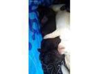 Medium Photo #1 Labrador Retriever Puppy For Sale in Riverton, UT, USA