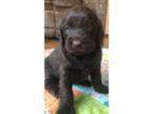 Labradoodle Puppy for sale in Grovespring, MO, USA