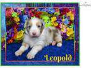 Australian Shepherd Puppy for sale in Taos, NM, USA