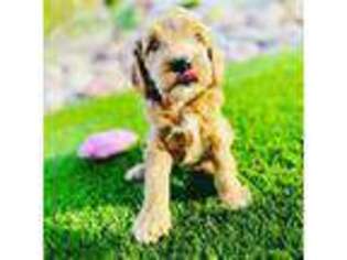 Labradoodle Puppy for sale in Mesa, AZ, USA