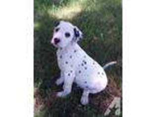 Dalmatian Puppy for sale in BRUNSWICK, MI, USA
