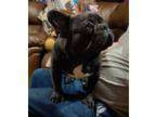 French Bulldog Puppy for sale in Macomb, MO, USA