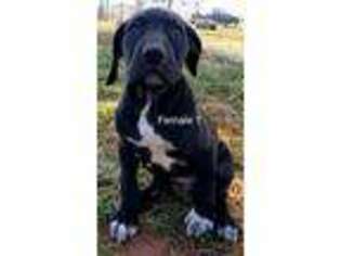 Great Dane Puppy for sale in Greer, SC, USA