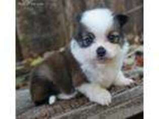 Miniature Australian Shepherd Puppy for sale in Chase City, VA, USA