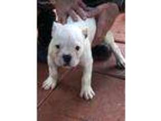 American Bulldog Puppy for sale in Dunnellon, FL, USA