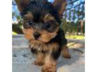Yorkshire Terrier Puppy for sale in Fort Myers Beach, FL, USA