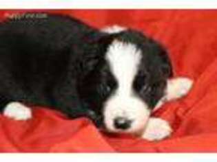 Border Collie Puppy for sale in Brentwood, TN, USA