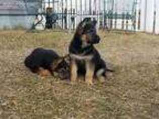 German Shepherd Dog Puppy for sale in Galesville, WI, USA