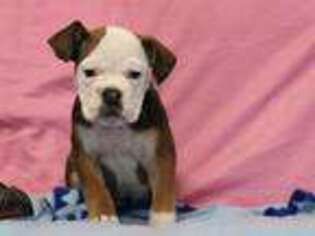 Olde English Bulldogge Puppy for sale in Liberty, KY, USA