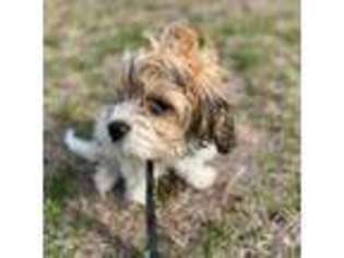 Cavachon Puppy for sale in Hutto, TX, USA
