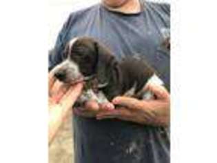Dachshund Puppy for sale in Point, TX, USA