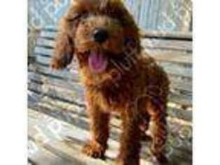 Cavapoo Puppy for sale in Beaufort, SC, USA