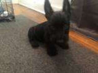 Scottish Terrier Puppy for sale in Rochester, NY, USA